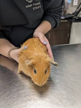 Rescue Guinea Pig Guinea Pigs for Adoption in Cleveland, Ohio - Bentley | PetCurious